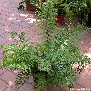 Spleenwort Bitki yeşil