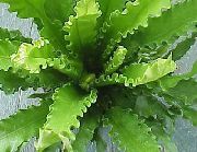 grøn Spleenwort (Asplenium) Stueplanter foto