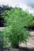 зелений Бамбук (Bambusa) Кімнатні рослини фото