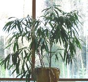 жасыл Бамбук (Bambusa) Үй Өсімдіктер фото