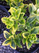 rengârenk Japon Mili (Euonymus japonica) Ev bitkileri fotoğraf