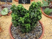 zelená Japonský Vřeteno (Euonymus japonica) Pokojové rostliny fotografie