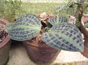 杂色 Geogenanthus，泡泡纱厂  室内植物 照片