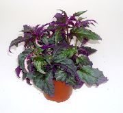 მეწამული Purple Velvet ქარხანა, Royal Velvet ქარხანა (Gynura aurantiaca)  ფოტო