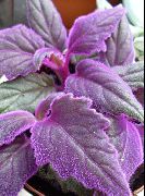 パープル 紫のベルベットの植物、王室のベルベットの植物 (Gynura aurantiaca) 観葉植物 フォト