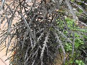 Невярна Aralia Растение тъмнозелено