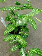 მწვანე ოქროს მტვერი Dracaena (Dracaena godseffiana) სახლი მცენარეთა ფოტო