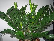 тъмнозелено Дебеланко (Zamiaculcas zamiifolia) Стайни растения снимка