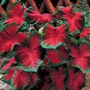 червен Caladium  Стайни растения снимка