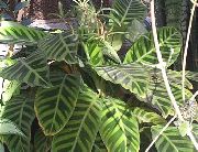 на петна Calathea, Зебра Растение, Паун Растителна   снимка