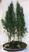 მწვანე Cypress (Cupressus) სახლი მცენარეთა ფოტო