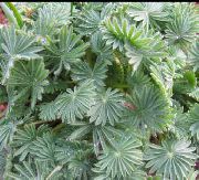 сребро Oxalis  Стайни растения снимка