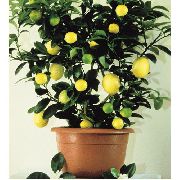 Лимон Растение тъмнозелено