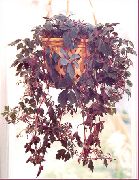 ბორდო Mikania Ternata  სახლი მცენარეთა ფოტო