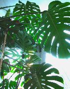 გაყოფილი ფოთოლი Philodendron ქარხანა მუქი მწვანე
