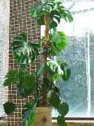 მუქი მწვანე გაყოფილი ფოთოლი Philodendron (Monstera) სახლი მცენარეთა ფოტო