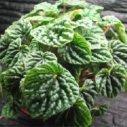 Radiátor Növény, Görögdinnye Begónia, Baby Gumifa  sötétzöld