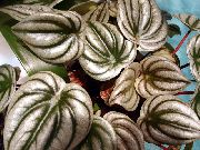 Radiátor Növény, Görögdinnye Begónia, Baby Gumifa  ezüstös