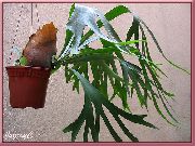 Staghorn Папрат, Elkhorns Растение зелен