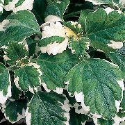 ჭრელი Swedish Ivy (Plectranthus) სახლი მცენარეთა ფოტო