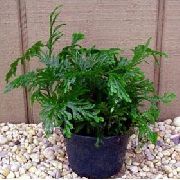 Selaginella Растение зелен