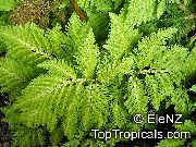 Vrsta Selaginella Rastlina svetlo zelena