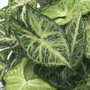 ჭრელი Syngonium  სახლი მცენარეთა ფოტო