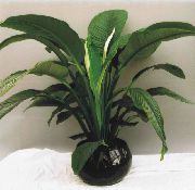 Spatiphyllum Растение зелен