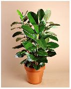 зелен Смокиня (Ficus) Стайни растения снимка