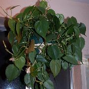 Philodendron Лиана Растение зелен