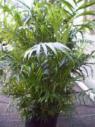 Бамбук Дланта Растение зелен