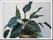 kropenatý Aglaonema, Stříbrná Evergreen  Pokojové rostliny fotografie