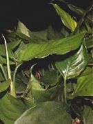 zelená Aglaonema, Strieborná Evergreen  Izbové Rastliny fotografie