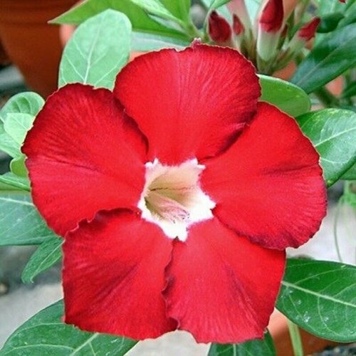  , Adenium Obesum Desert Rose ROYAL RUBY, ,    -     , -, 