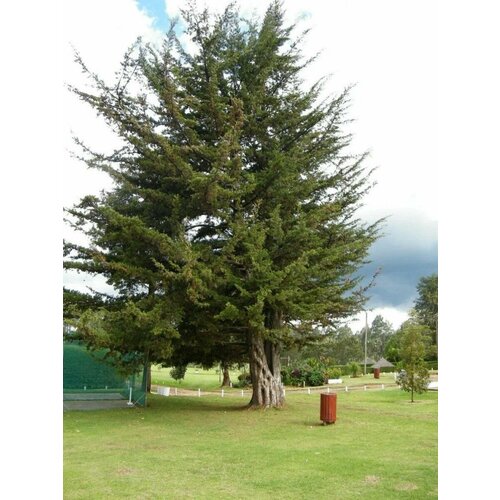     (Cupressus lusitanica), 30    -     , -, 