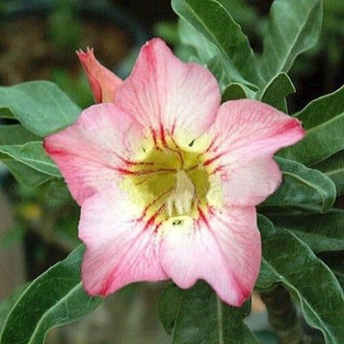  , Adenium Obesum Desert Rose FANTASTIC, ,    -     , -, 