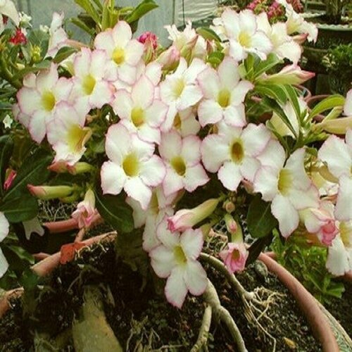  , Adenium Obesum Desert Rose FOCUS, ,    -     , -, 