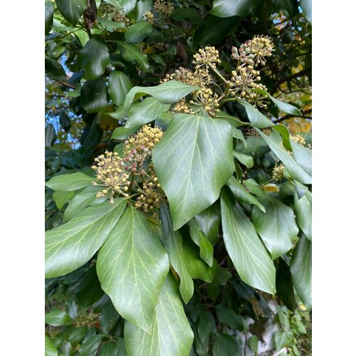     (Hedera colchica), 10    -     , -, 