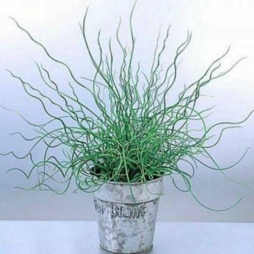    (Juncus effusus spiralis),    -     , -, 