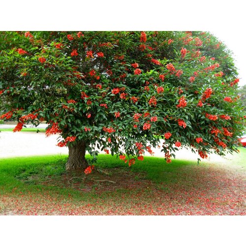     (. Erythrina crista-galli)  5   -     , -, 