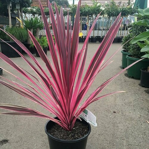    (Cordyline AUSTRALIS),    -     , -, 