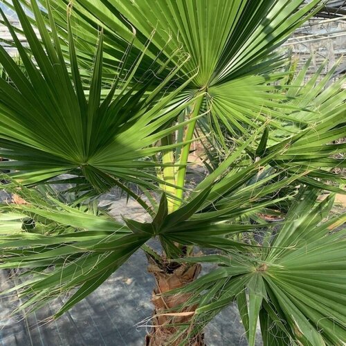      () / Washingtonia robusta, 5    -     , -, 