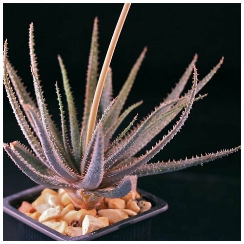    (Aloe PARVULA),    -     , -, 