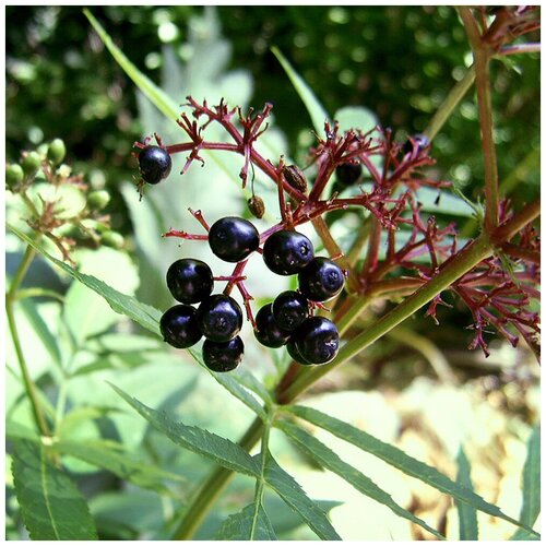    (. Sambucus ebulus)  25   -     , -, 