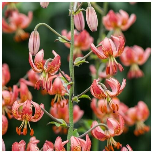   (. Lilium martagon)  5    -     , -, 