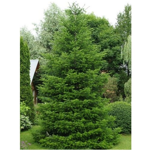     (Abies sibirica), 90    -     , -, 