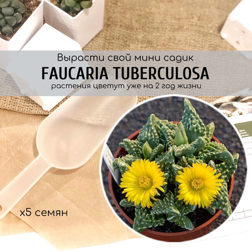   Faucaria Tuberculosa           -     , -, 