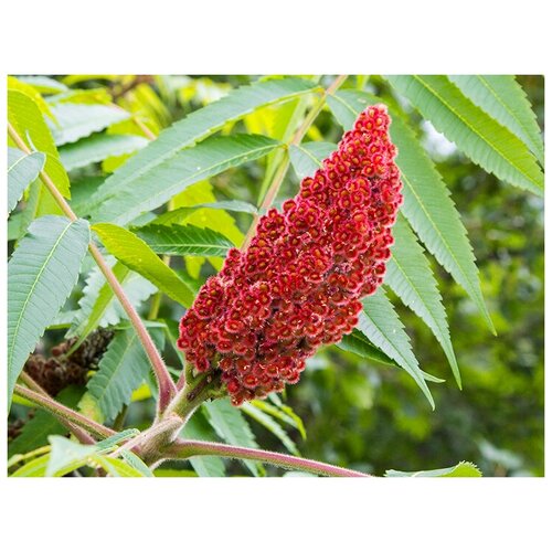    -   -   (. Rhus glabra) -  25    -     , -, 