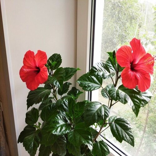       (Hibiscus MOSCHEUTOS 'LORD BALTIMORE'),    -     , -, 