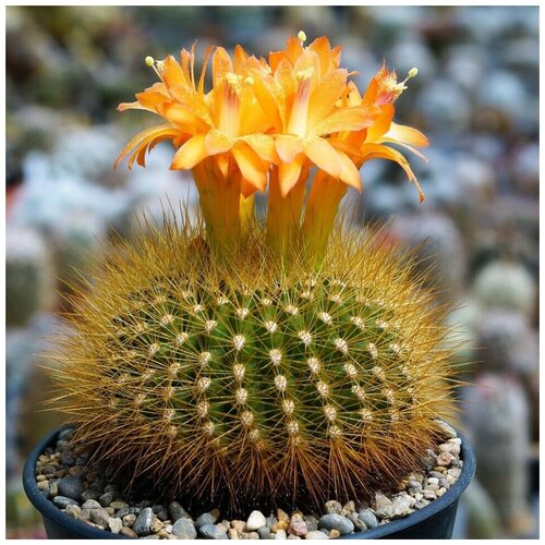      Matucana myriacantha 10 .   -     , -, 